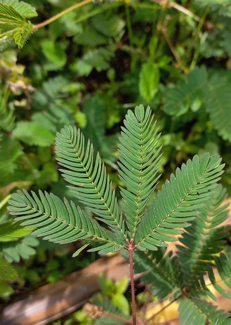 Daun Mimosa