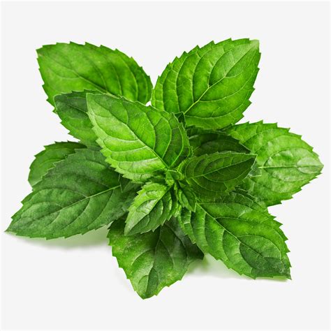 Daun Mint sebagai Pengobatan Herbal