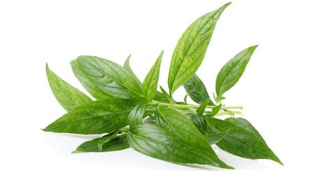 Daun Sambiloto