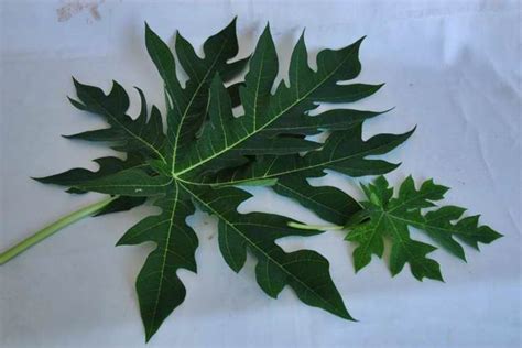 Daun pepaya
