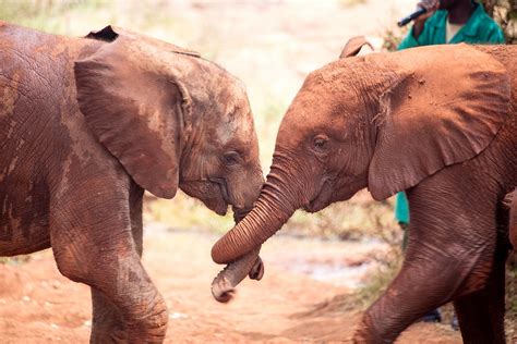 David Sheldrick Elephant Trust Half-Day Tour: A Truly Moving Experience