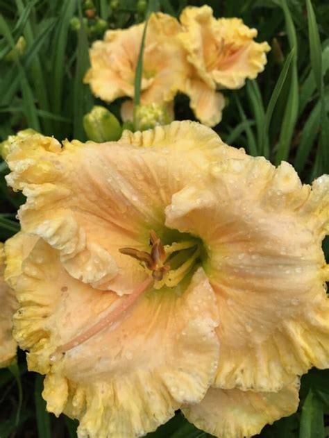 Daylilies Easygoing Elegance