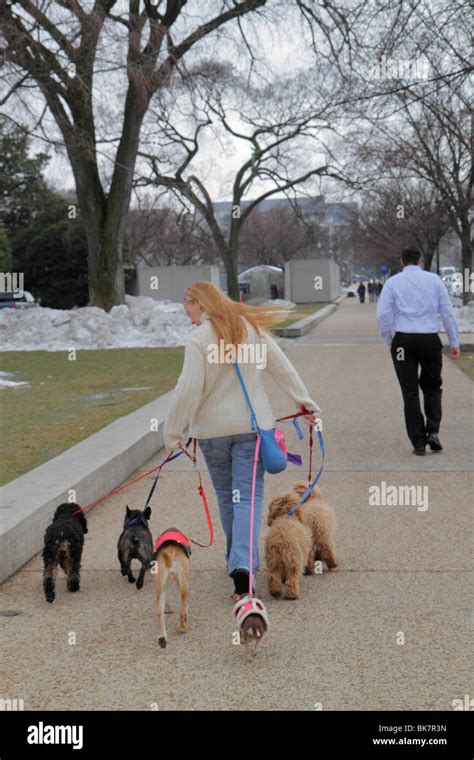 Dc Dog Walker