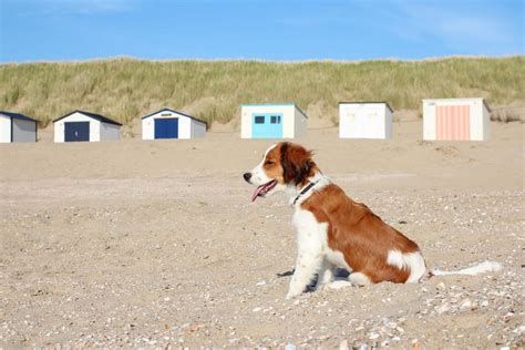 De Strandzeeuwse Hond: Een Allemansvriend aan de Nederlandse Kust
