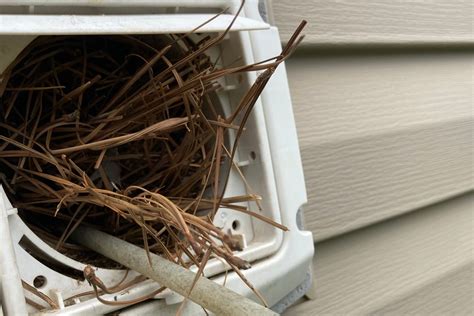 Eliminate Foul Odors with Our Expert Dead Animal Removal from Dryer Vents