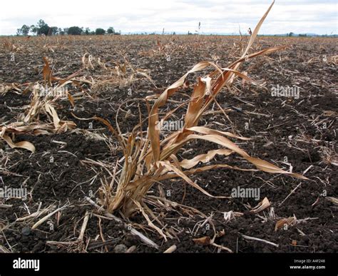 Dead Plants In Soil