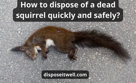 Dead Squirrel Disposal
