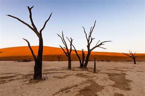 Deadvlei ghost trees