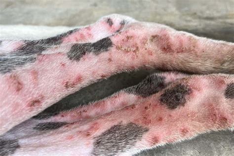 Dealing with Canine Skin Infections (Pyoderma)