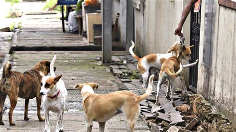 Dealing with Stray or Aggressive Dogs