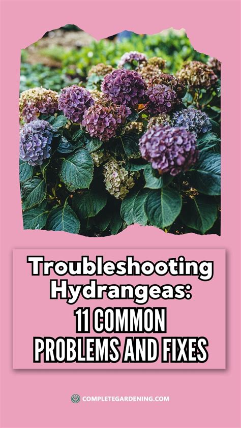 Dealing with problems when growing hydrangeas