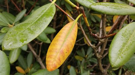 Dealing with problems when growing rhododendrons