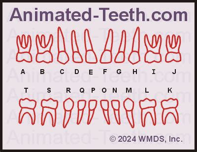 Deciduous Teeth Chart Letters