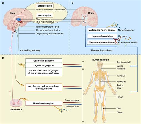 Deciphering Circuitry