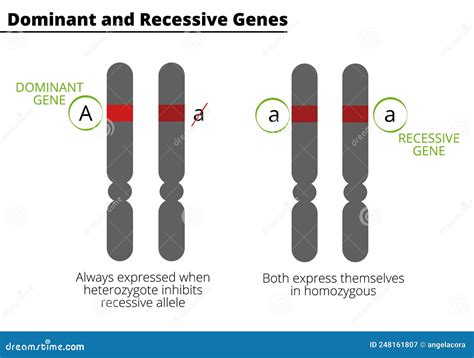 Decoding the Dominant and Recessive Genes
