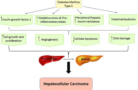 Decoding the HCC Model for Diabetes