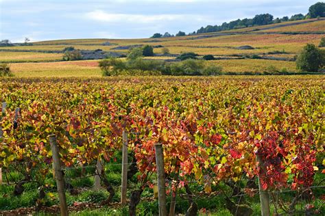 Decoding the Richness of Burgundy