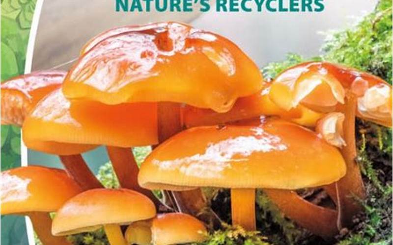 Decomposers: Nature'S Recyclers