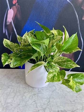 Decorating with Marble Queen Pothos