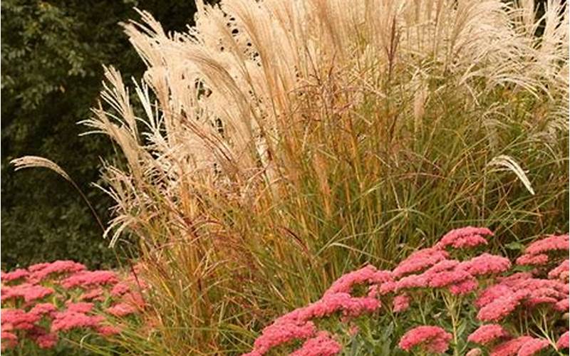 decorative grasses for landscaping