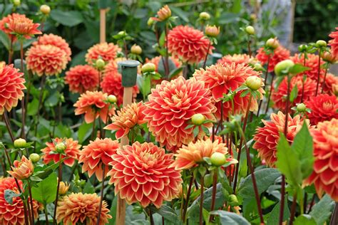 Decorative Dahlias