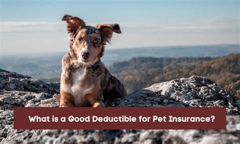 Deductibles in Pet Insurance