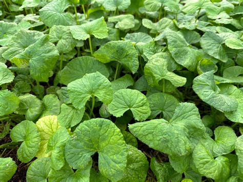 Deep Dive into Key Ingredients and Sustainability