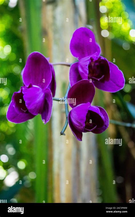 Deep Purple Orchids