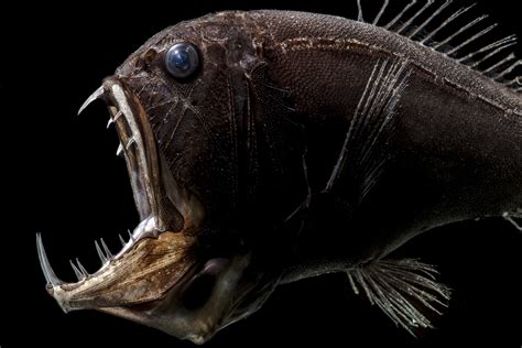 Deep Sea Creatures Creepy Fish