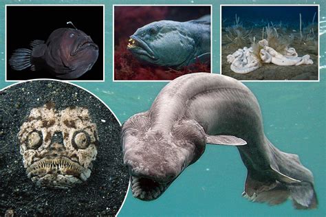Deep Sea Scariest Animals In The Ocean