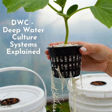 Deep Water Culture (DWC) Method