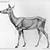 Deer Anatomy Drawing