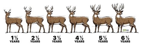 Deer Age Chart Doe