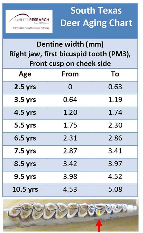 Deer Aging Teeth Chart