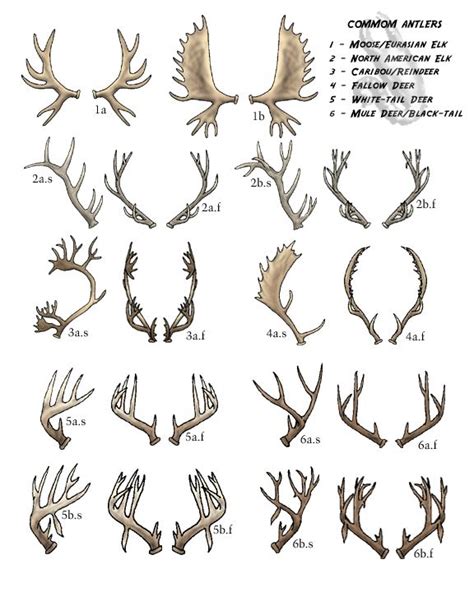 Deer Antler Chart