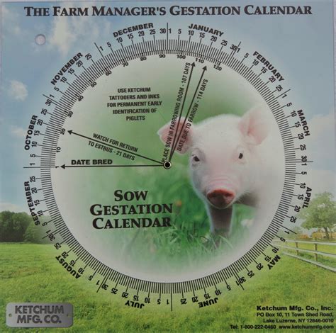Deer Gestation Calendar