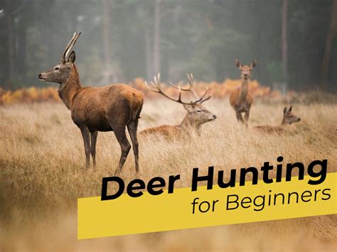 Deer Hunting for Beginners: A Step-by-Step Guide