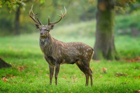 Download Deer Images