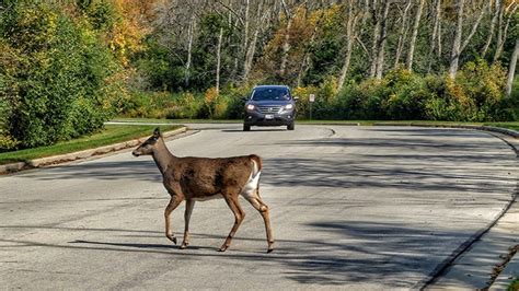 Deer Overload The Growing Problem of Overpopulation