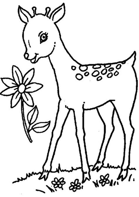 Deer Printable Coloring Pages