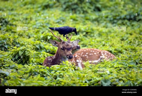 Deer at Fort Frederick