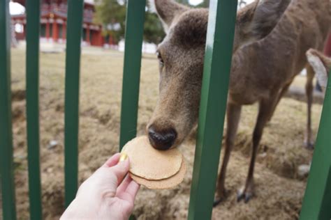 Deer cracker Nara