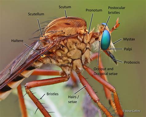 Deer Fly Anatomy