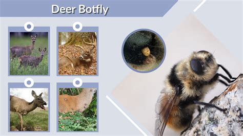 Deer Fly Impact Research