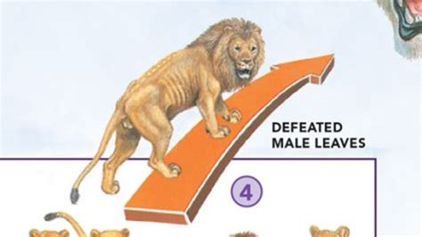 Defeated Male Leaves Meme