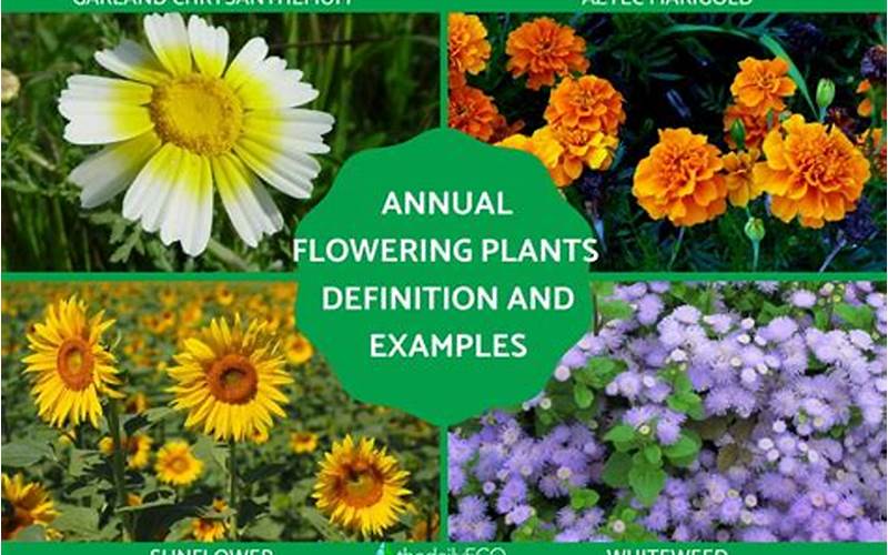 Definition Of Annual Plants