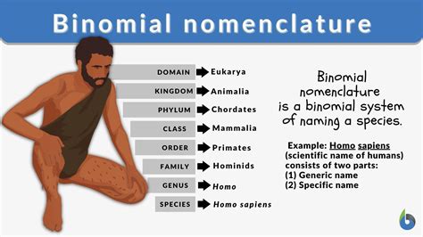 The Art of Naming: Understanding the Definition and Significance of Binomial Nomenclature in Biology