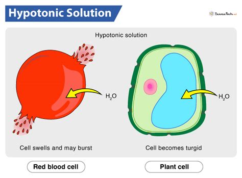 Unlocking the Mysteries: Understanding the Definition of a Hypotonic Solution