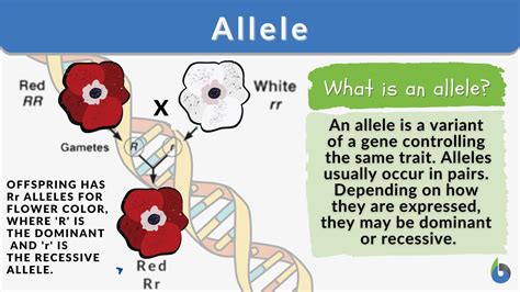 Unraveling the Mysteries of Recessive Alleles: A Concise Definition and Explanation