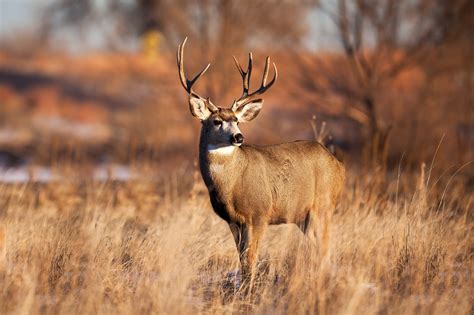 Unraveling the Mystery: Delving into the True Meaning of a Buck
